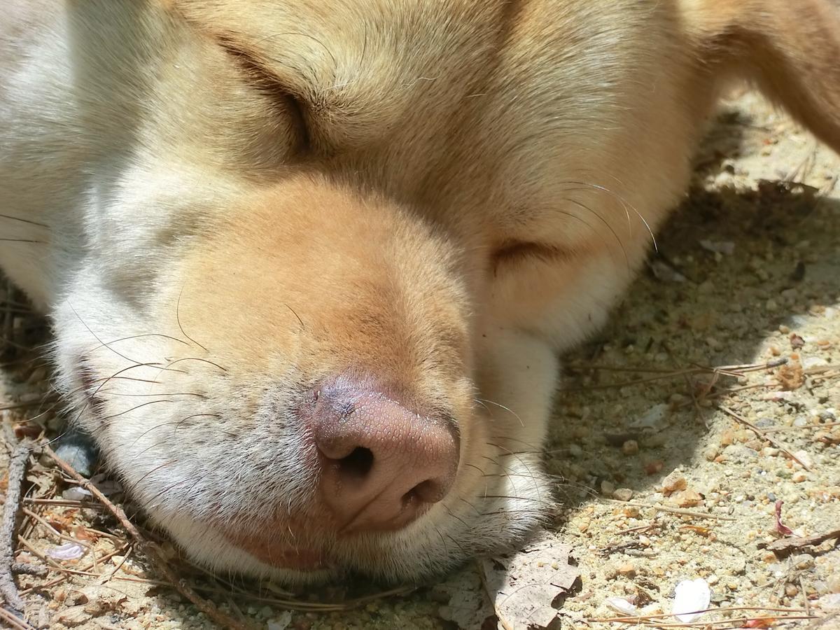 カナディアンログハウスの宿　安曇野遊人 安曇野市 エクステリア 写真