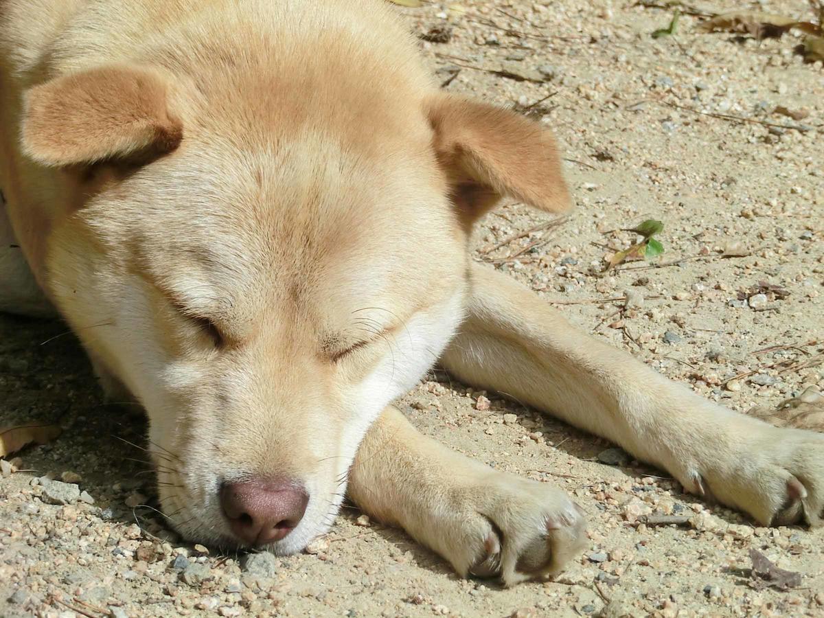 カナディアンログハウスの宿　安曇野遊人 安曇野市 エクステリア 写真