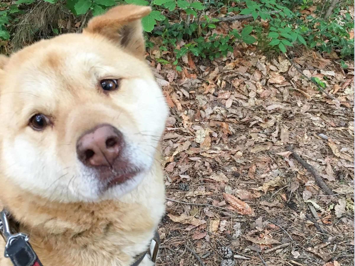 カナディアンログハウスの宿　安曇野遊人 安曇野市 エクステリア 写真