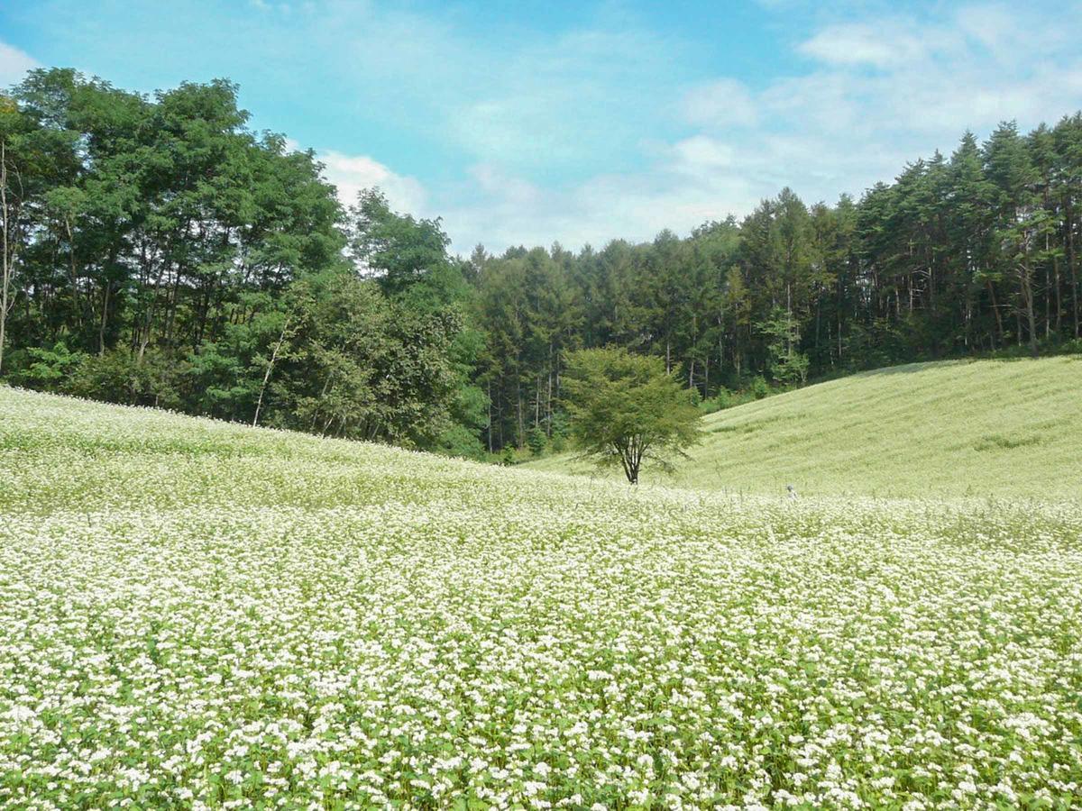 カナディアンログハウスの宿　安曇野遊人 安曇野市 エクステリア 写真